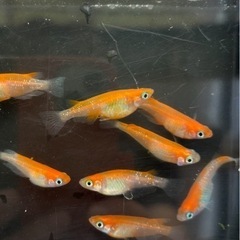 🉐🉐メダカ小町【稚魚〜幼魚】の画像