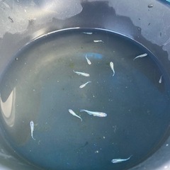カブキメダカ　成魚5匹と幼魚10匹の画像