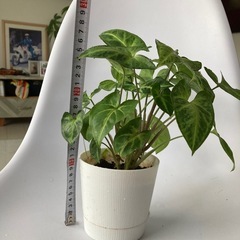ミニシンゴニウムさんの画像