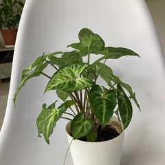 ミニシンゴニウムさんの画像