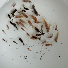 2〜3センチ桶全部⭐︎無選別琉金稚魚の画像