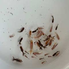 2〜3センチ桶全部⭐︎無選別琉金稚魚の画像