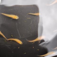 楊貴妃メダカ幼魚　70匹の画像