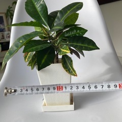 ミニクロトン君の画像