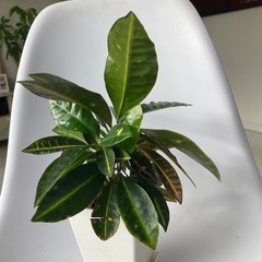 ミニクロトン君の画像
