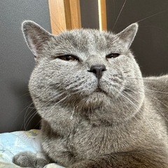 迷子猫の捜索