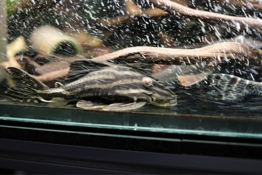 【限定1名様】警告：真のプレコ好き以外は見ないでください。