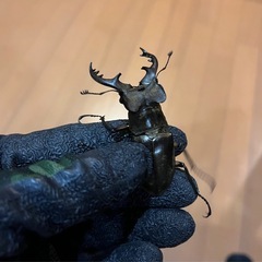 県内採取　ミヤマクワガタ　　68ミリの画像