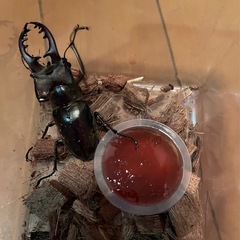 県内採取　ミヤマクワガタ　　68ミリの画像