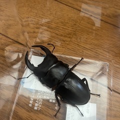 国産オオクワガタ　山梨県韮崎産　ペアの画像