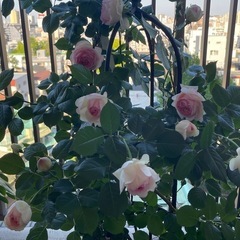 ピエールドゥロンサール11号鉢の画像