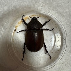 国産カブトムシペアの画像