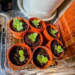 子宝草🌱カランコエ🌱育てて見ませんか？🤗差し上げます。の画像