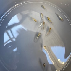 ルミナヒカリ体系の稚魚の画像