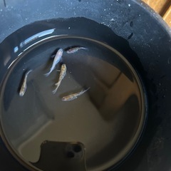 3色メダカの画像