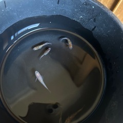 3色メダカの画像