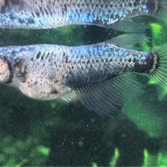 【お取引決定の為停止中】黒衣　めだか　2ペアの画像