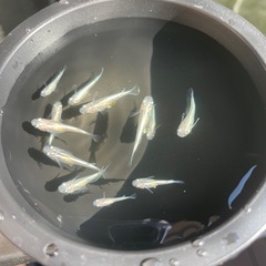10匹500円
メダカ(幹之)の画像