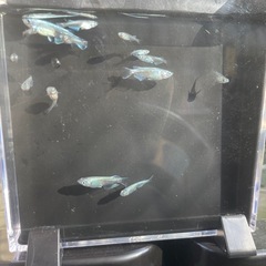 10匹500円
メダカ(幹之)の画像