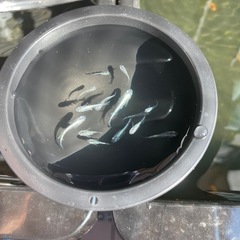 10匹500円
メダカ(幹之)の画像