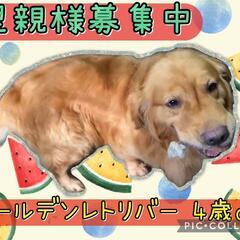 大型犬経験者様🙏🍀ゴールデンレトリバー🍀4歳🐕おとこのこ🐾りく君...