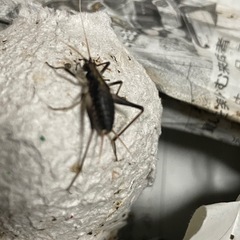 【鳴く虫の王】 『スズムシ 』 2ペア (成虫) の画像