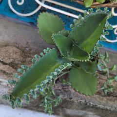 子宝草🌱カランコエ🌱育てて見ませんか？🤗差し上げます。の画像