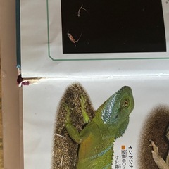 学研の図鑑の画像