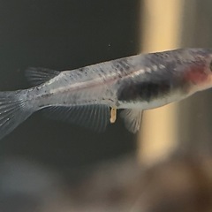メダカ 和墨 親個体 2ペアの画像
