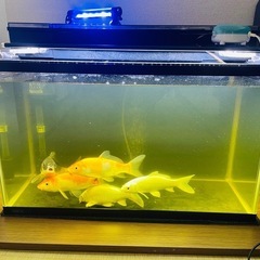 魚類 (Fish)の画像