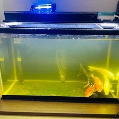 魚類 (Fish)の画像