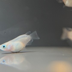 メダカ ダルマミックス 幼魚 10＋α‬匹の画像