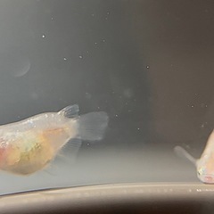 メダカ ダルマミックス 幼魚 10＋α‬匹の画像