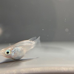 メダカ ダルマミックス 幼魚 10＋α‬匹の画像