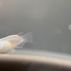 メダカ ダルマミックス 幼魚 10＋α‬匹の画像
