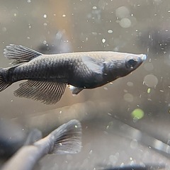 メダカ オロチ若魚 10匹  決まりましたの画像