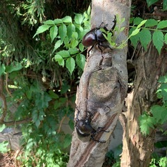 カブトムシの画像