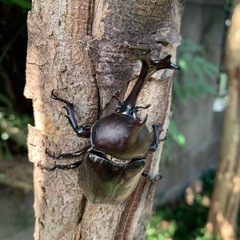 カブトムシの画像