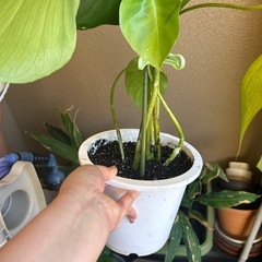 モンステラ　鉢植えの画像