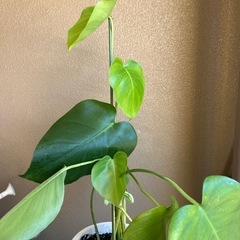 モンステラ　鉢植えの画像