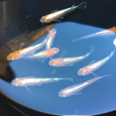 めだか天照メダカの画像