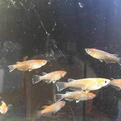 めだか天照メダカの画像