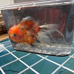　金魚　ローズテールオランダ2歳メスの画像