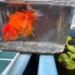 金魚　ローズテールオランダショートフィンの画像