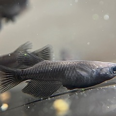 メダカ オロチ 若魚 10匹の画像