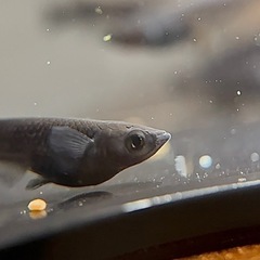 メダカ オロチ 若魚 10匹の画像