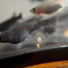 メダカ オロチ 若魚 10匹の画像