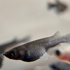 メダカ オロチ 若魚 10匹の画像