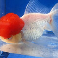 ■飯田産　高頭丹頂　1匹約14cmの画像