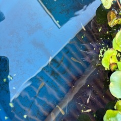 ホテイ草　水草　メダカの画像